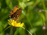 maudoc.com • Boloria titania •  IMG_1716 copia.jpg   Boloria titania